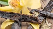 Vanilla bean: A natural ingredient for lip care 