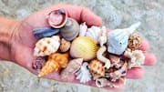 Shell collecting is much more than a fun activity