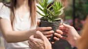 Before you gift a plant, read this
