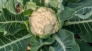 Broccoli v/s cauliflower: Which one is healthier?