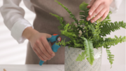 How to prune indoor ferns