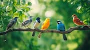 Top spots for birdwatching in Canary Islands