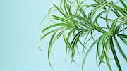 Supercharge your health with spider plant leaves