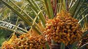 Why nutrition experts love date palm 