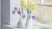 How to grow daffodils indoors