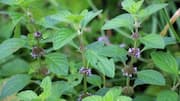 Wild mint: A refreshing herb with many uses