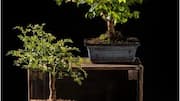 Add elegance and tranquility to your space with bonsai trees