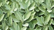 Why sage is considered a powerful wellness herb 