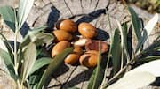 Argan nuts: Nutrition, uses, and more