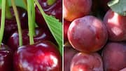 Plums v/s cherries: Which is better for your gut?