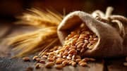 Things to know before buying organic grains