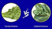 Turnip greens v/s collard greens: Which has more antioxidants?