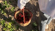 Make fruit picking more fun with these simple ideas