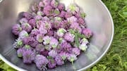 Red clover: A herb you must include in your diet