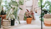 How AI apps are making gardening easier than ever