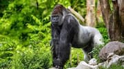 Ivindo National Park in Gabon: A must-visit destination