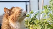 How to grow catnip indoors