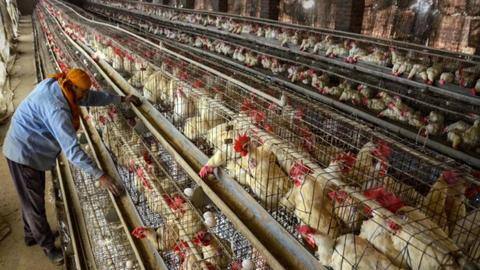 Pune: Poultry farmer approached police as hens stopped laying eggs Pune: Poultry farmer approached police as hens stopped laying eggs