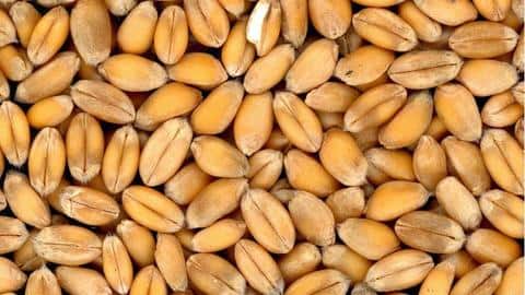 Wheat exports: Minister responds to G7 nations' criticism on ban Wheat exports: Minister responds to G7 nations' criticism on ban