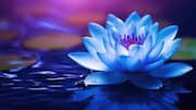 Blue lotus: A skincare ingredient gaining attention