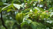 Want to try star fruit? Start with these 5 recipes