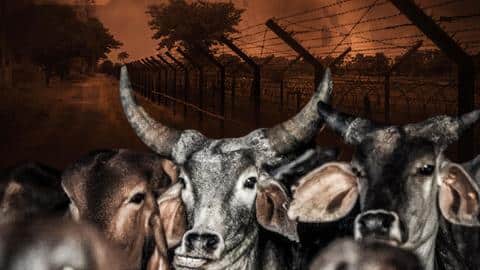 17 cops injured facing 'cow smugglers' near Bangladesh border 17 cops injured facing 'cow smugglers' near Bangladesh border