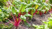 Gardening 101: How to grow ruby Swiss chard