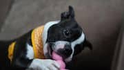 How to make your home safer for an energetic dog