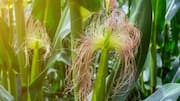 Ever tasted corn silk? Well, you must