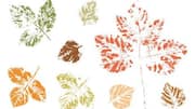 How to create unique designs using dried leaves 