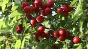 Myrobalan plums can add serious spin to your dishes
