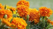 Do you know: Marigold is a superfood