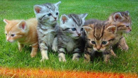 International Cat Day: 5 adorable things that cats do International Cat Day: 5 adorable things that cats do