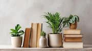 How to decorate your home with plants without overspending