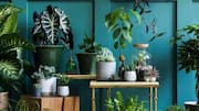 How to select indoor plants as per light conditions 
