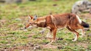 Wildlife lovers, spot Ethiopian wolves on this mountain adventure 