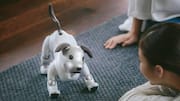 Sony to stop selling its pet robot aibo in Japan