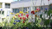 How to grow sweet peas in your balcony