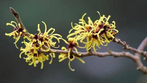 #HealthBytes: Incredible uses and benefits of witch hazel #HealthBytes: Incredible uses and benefits of witch hazel