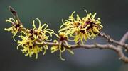 #HealthBytes: Incredible uses and benefits of witch hazel