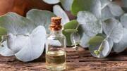 Why eucalyptus is valued for respiratory wellness 