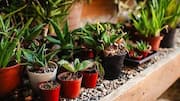 Plant roots struggling? These materials may help 