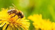 US approves world's first vaccine for honey bees