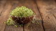 Why you should start eating alfalfa sprouts 