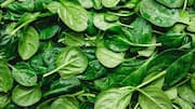 5 iconic dishes that celebrate wild spinach