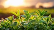 Stevia gardening 101: Tips for beginners