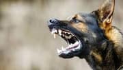 Karnataka: Woman attacked by stray dog inside court complex