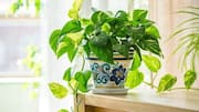 How to protect your plants from pests naturally