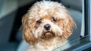 5 ways to keep your car free of dog hair