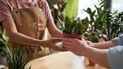Buying a houseplant? Do these health checks first
